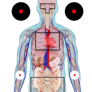 Anatomical Target